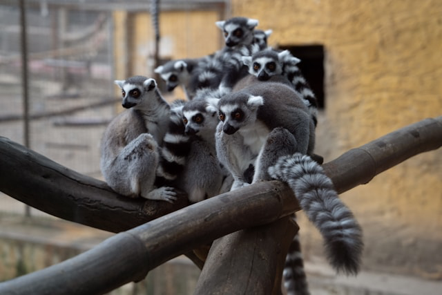 Mini Zoo Land
