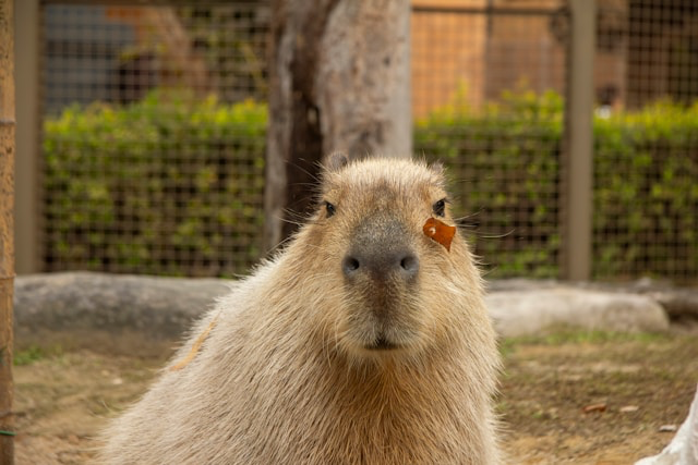 Sikalu Zoo