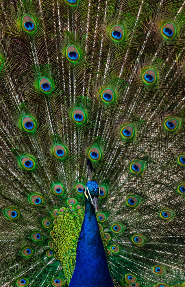 ZOO Ervenik